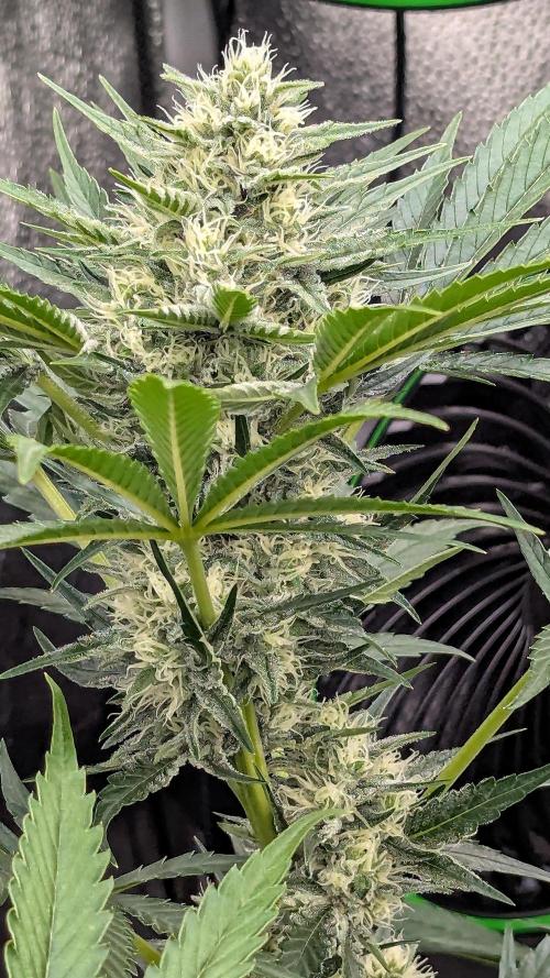 Growing Stardawg and Strawberry Cough. Week 8 - Stardawg #2 (SD2)