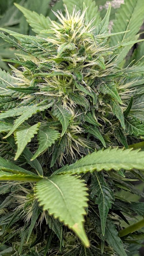 Growing Stardawg and Strawberry Cough. Week 8 - Strawberry Cough #1 (SC1)