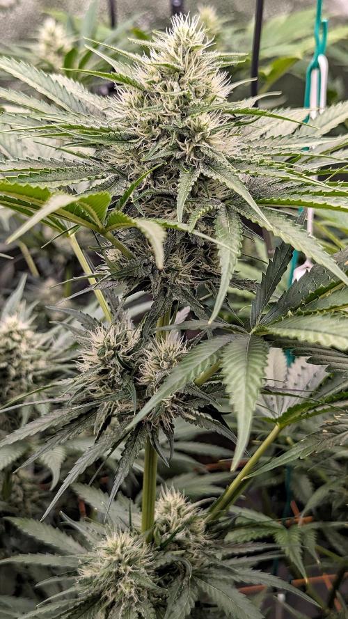 Growing Stardawg and Strawberry Cough. Week 8 - Stardawg #1 (SD1)