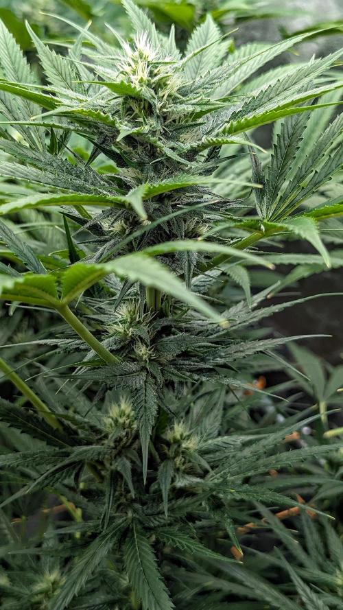 Growing Stardawg and Strawberry Cough. Week 8 - Strawberry Cough #2 (SC2)