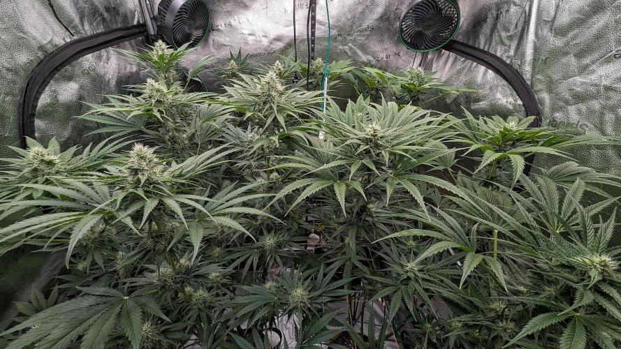 Growing Stardawg and Strawberry Cough. Week 8