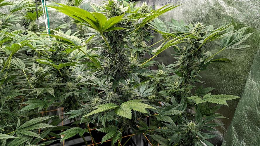 Growing Stardawg and Strawberry Cough. Week 8 - Strawberry Cough #1 (SC1)