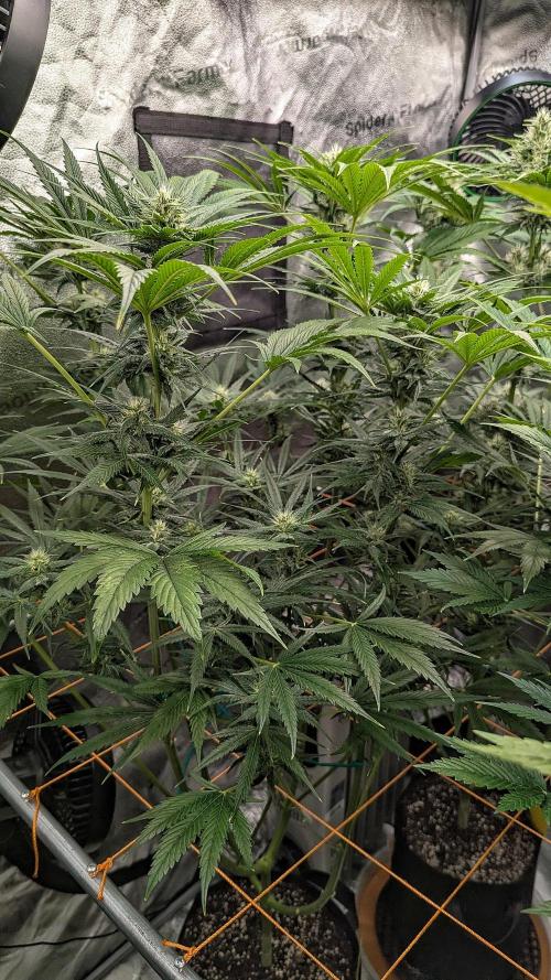 Growing Stardawg and Strawberry Cough. Week 8 - Strawberry Cough #2 (SC2)