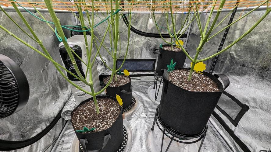 Growing Stardawg and Strawberry Cough. Week 8 - SD2 and SC1 required stands whereas SD1 and SC2 didn't. 