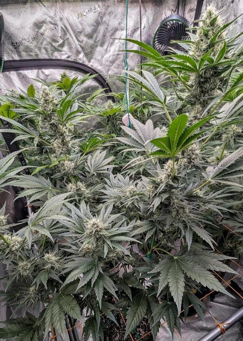Growing Stardawg and Strawberry Cough. Week 8 - Stardawg #2 (SD2)