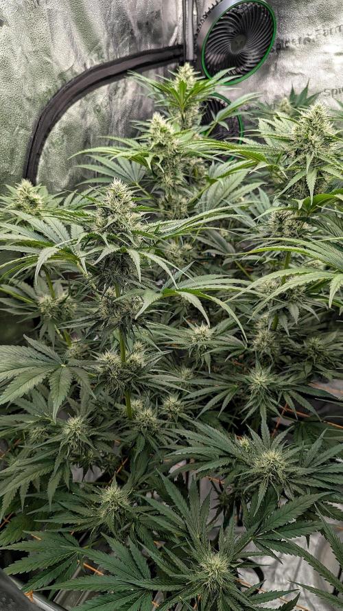 Growing Stardawg and Strawberry Cough. Week 8 - Stardawg #1 (SD1)