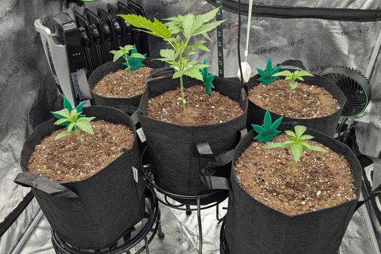 Growing Granddaddy Purple. Week 2 - Ignore the plant in the middle which was a starter plant for a friend