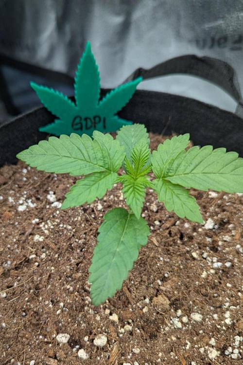 Growing Granddaddy Purple. Week 2