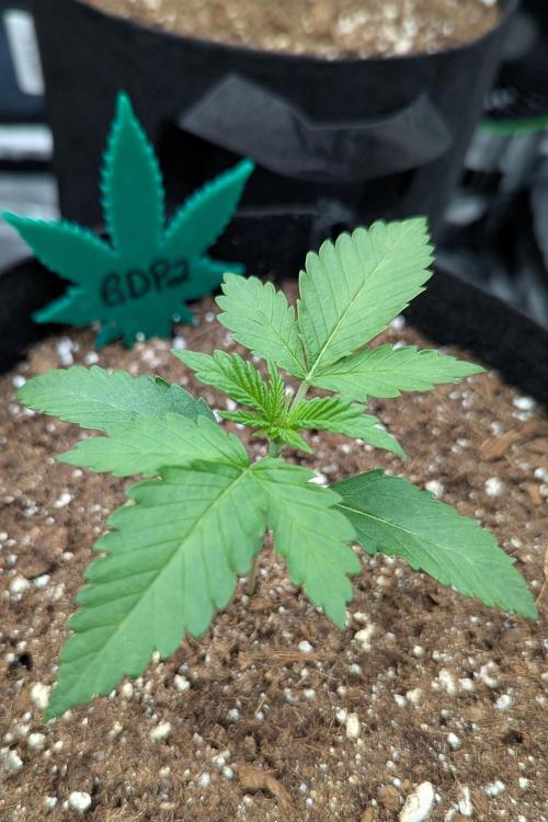 Growing Granddaddy Purple. Week 2