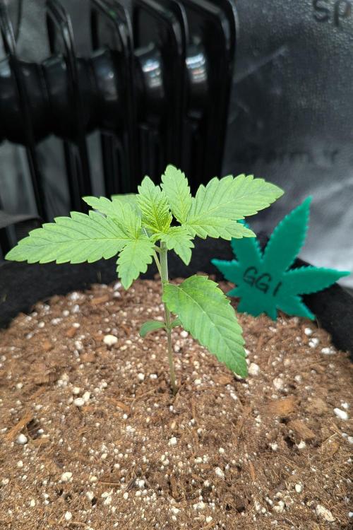 Growing God's Gift. Week 2