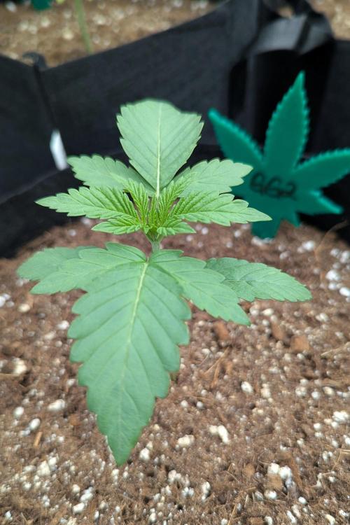 Growing God's Gift. Week 2