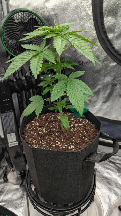 Growing God's Gift. Week 3