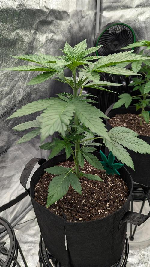 Growing God's Gift. Week 3