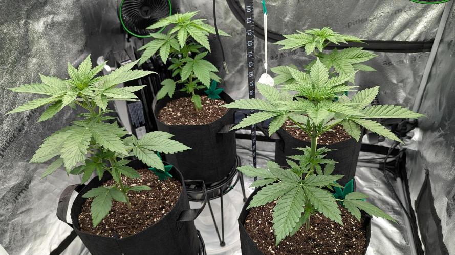 Growing God's Gift. Week 3