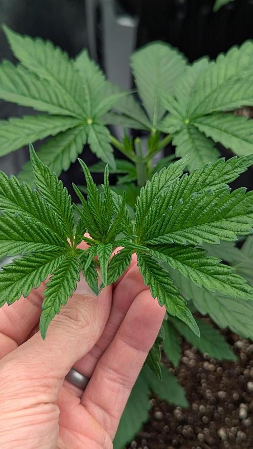 Growing God's Gift. Week 3