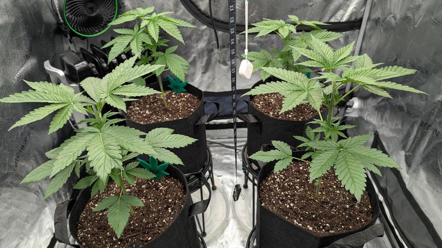 Growing God's Gift. Week 3
