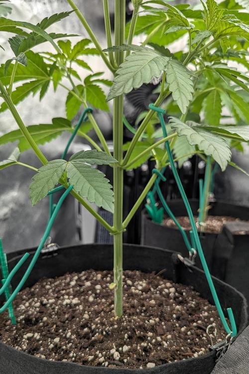 Growing God's Gift. Week 3
