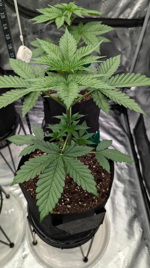 Growing Granddaddy Purple. Week 3