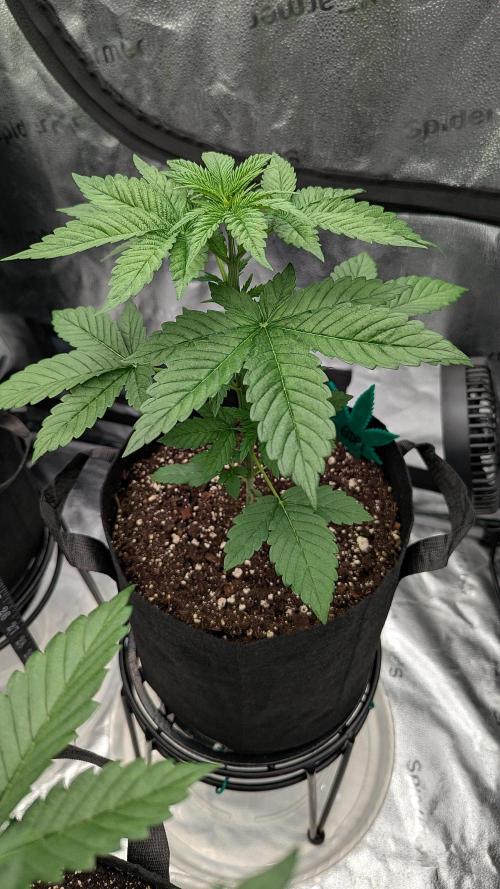 Growing Granddaddy Purple. Week 3