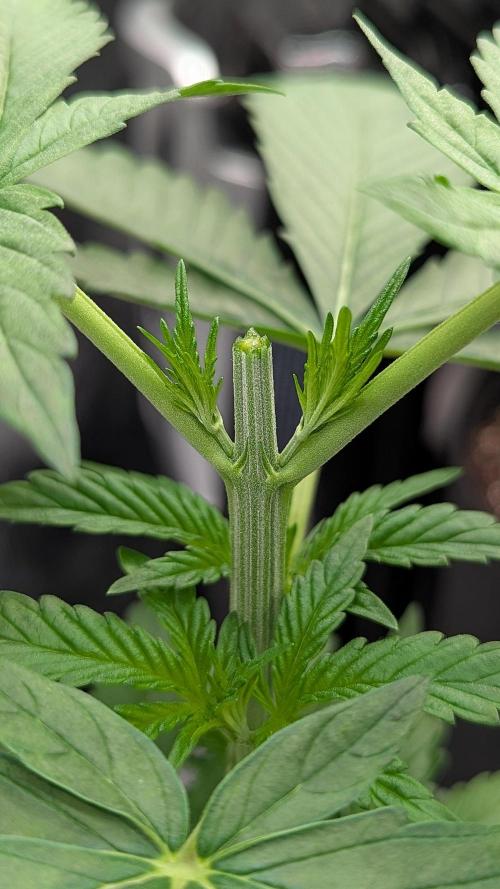Growing Granddaddy Purple. Week 3