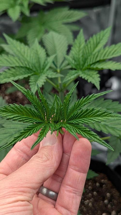 Growing Granddaddy Purple. Week 3