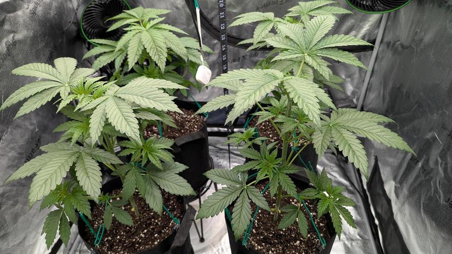 Growing Granddaddy Purple. Week 3