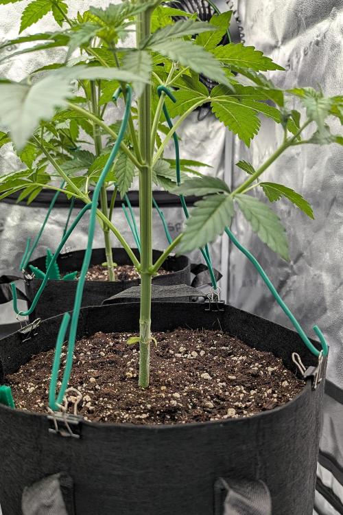 Growing Granddaddy Purple. Week 3