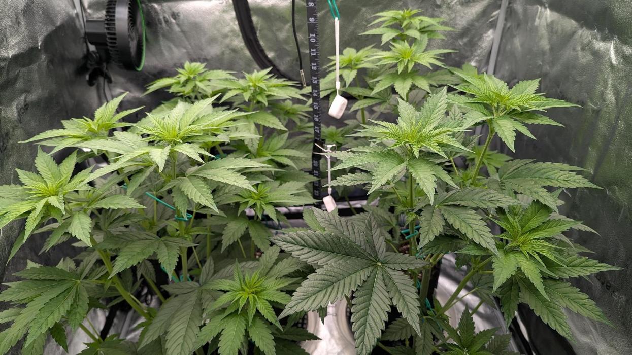 Growing God's Gift. Week 4