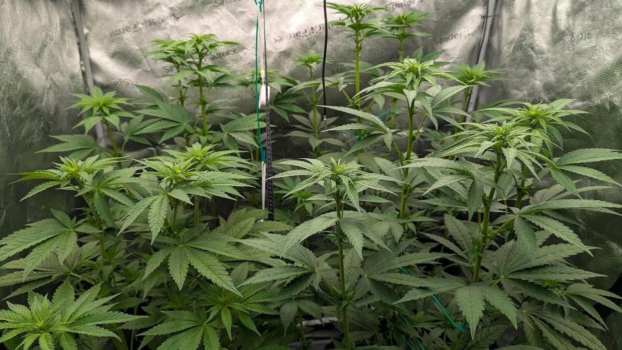 Growing Granddaddy Purple. Week 5