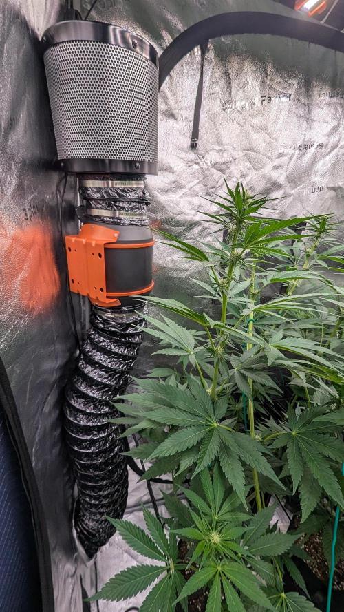 Growing Granddaddy Purple. Week 6