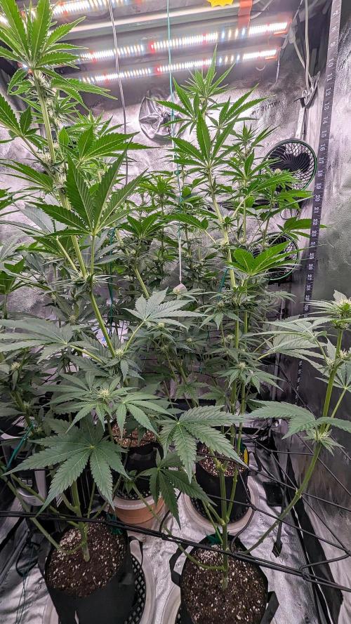 Growing Granddaddy Purple. Week 6