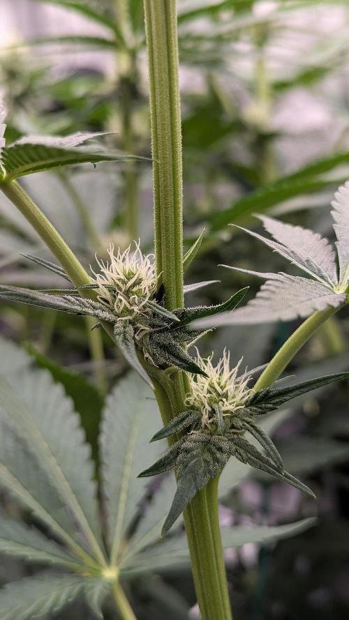 Growing Granddaddy Purple. Week 6