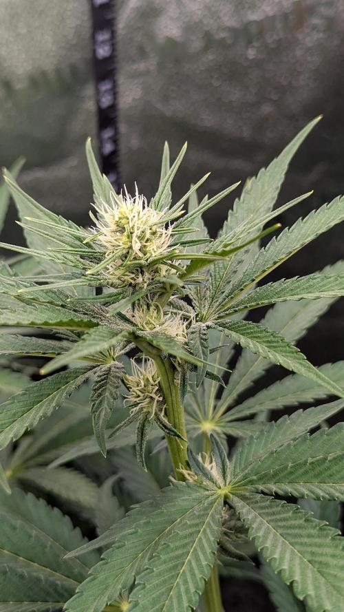 Growing Granddaddy Purple. Week 6