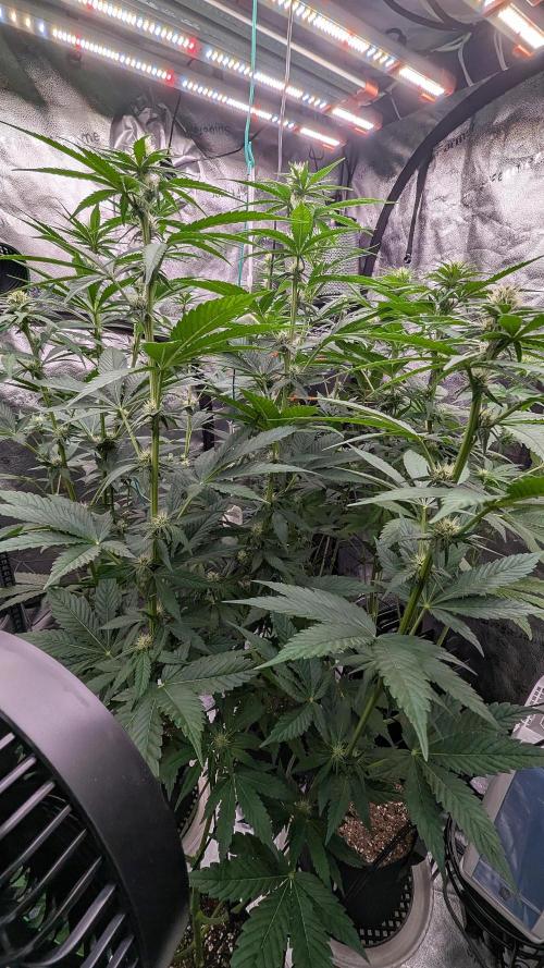 Growing Granddaddy Purple. Week 6