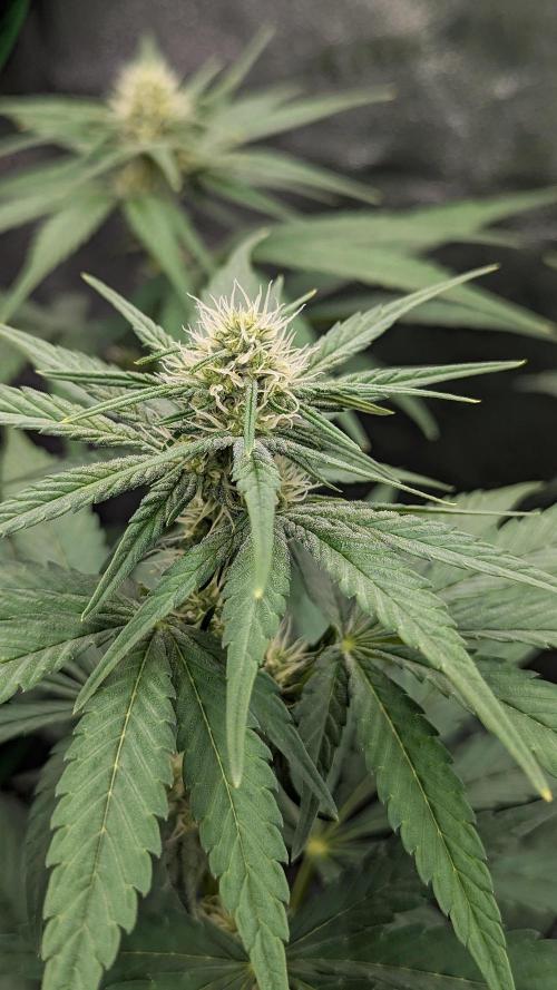 Growing Granddaddy Purple. Week 6