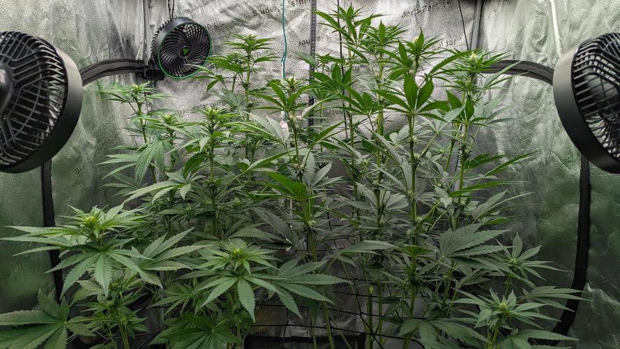 Growing God's Gift. Week 6