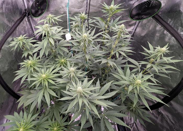 Growing God's Gift. Week 6
