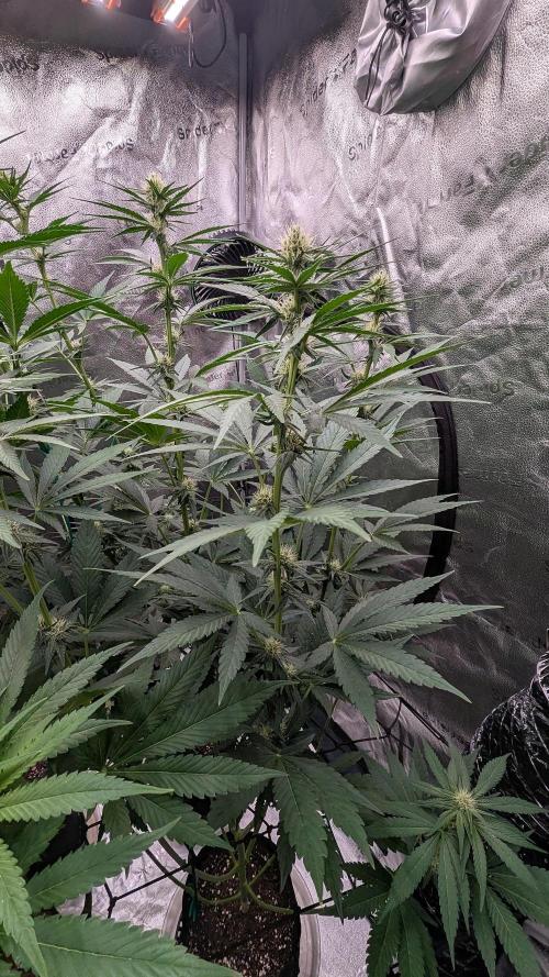 Growing God's Gift. Week 6