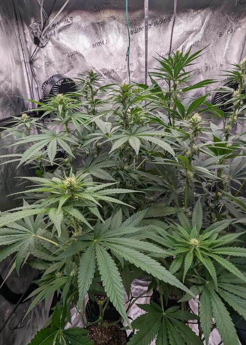 Growing God's Gift. Week 6