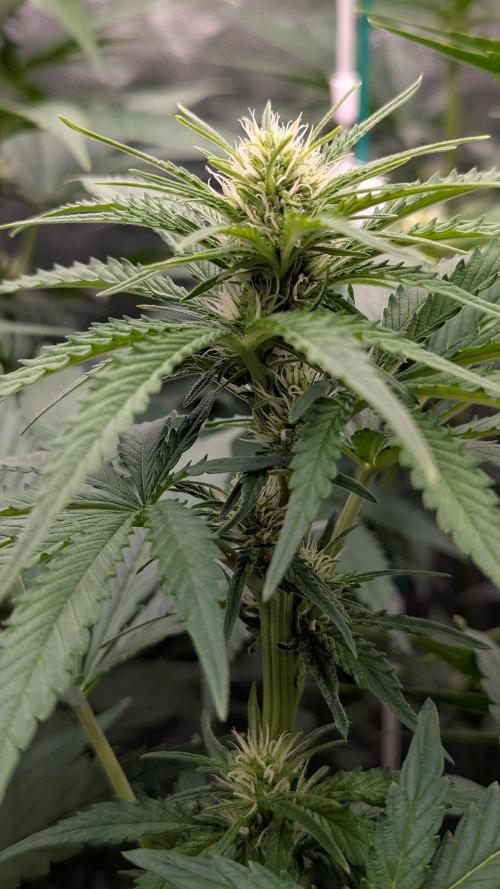 Growing God's Gift. Week 6