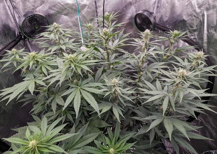 Growing God's Gift. Week 6