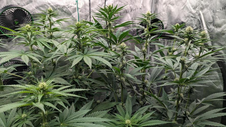 Growing God's Gift. Week 6