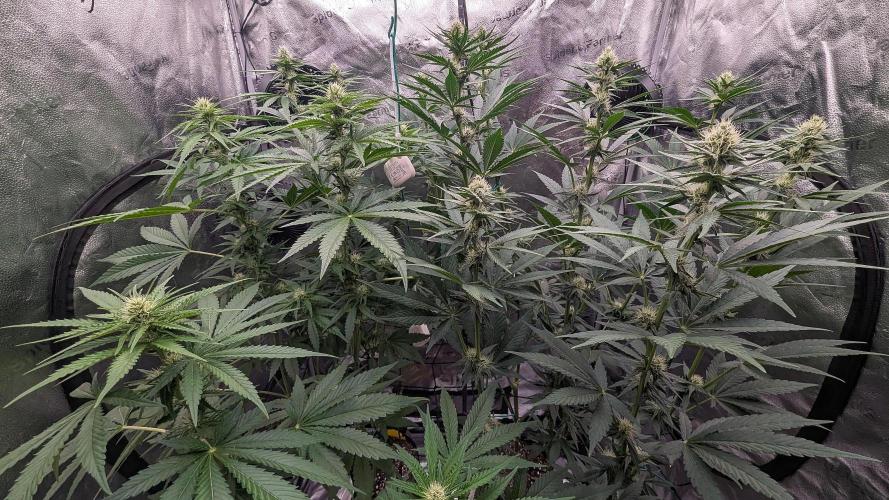 Growing God's Gift. Week 7