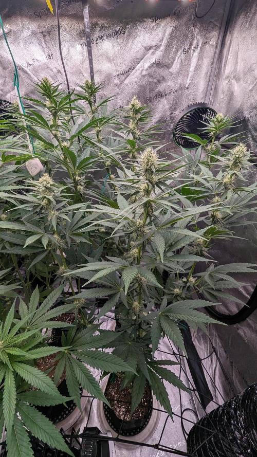 Growing God's Gift. Week 7
