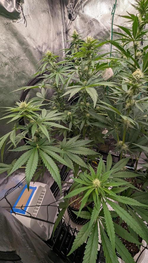 Growing God's Gift. Week 7