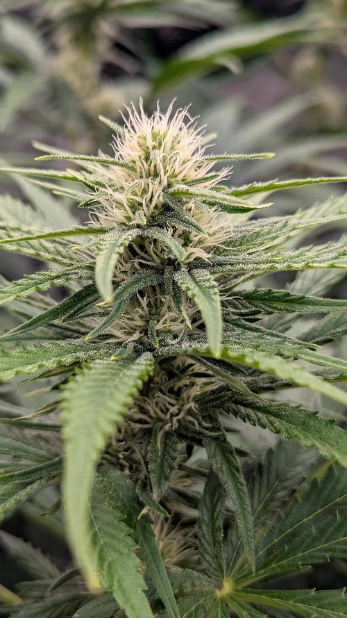 Growing God's Gift. Week 7