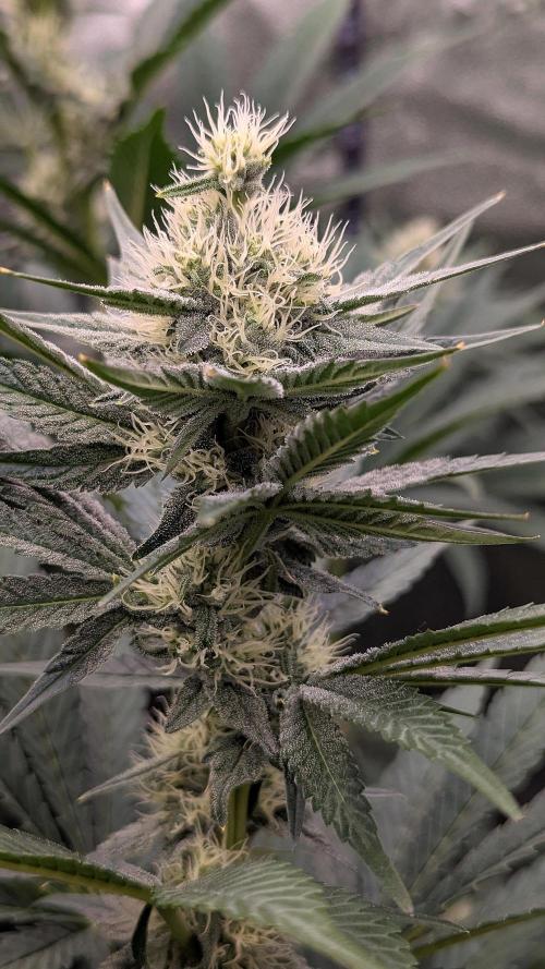 Growing God's Gift. Week 7