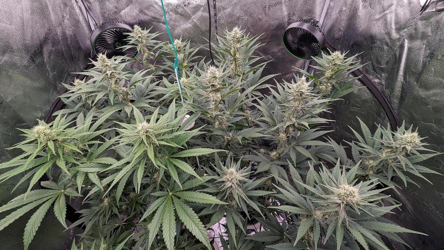 Growing God's Gift. Week 7