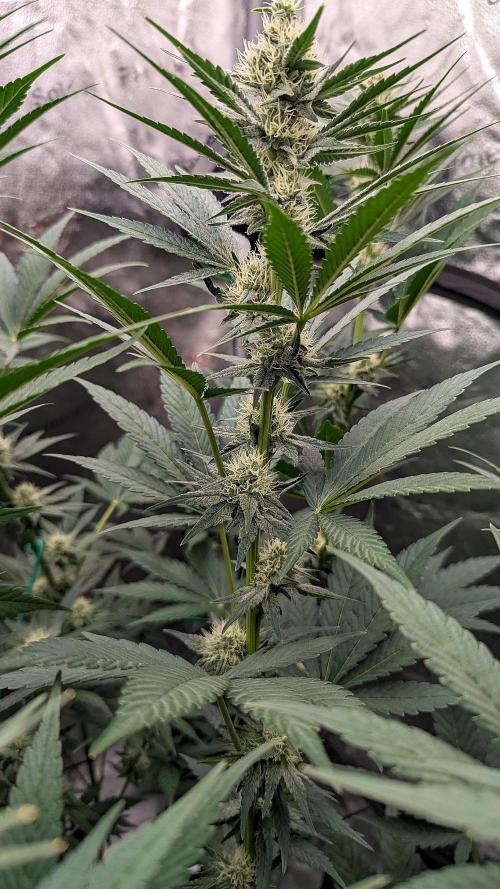 Growing God's Gift. Week 7
