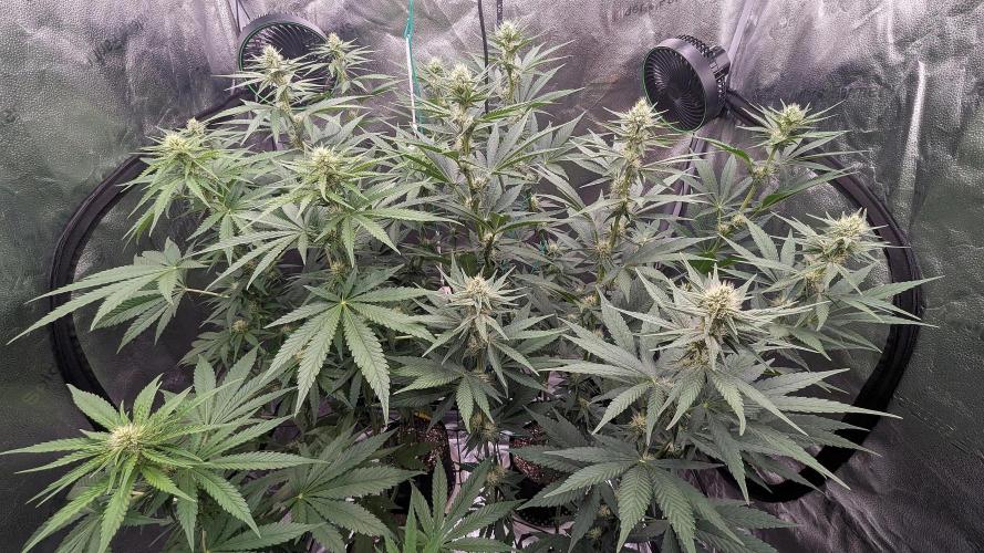 Growing Granddaddy Purple. Week 7
